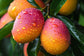 Island Glow - Gloss lèvres parfum mangue